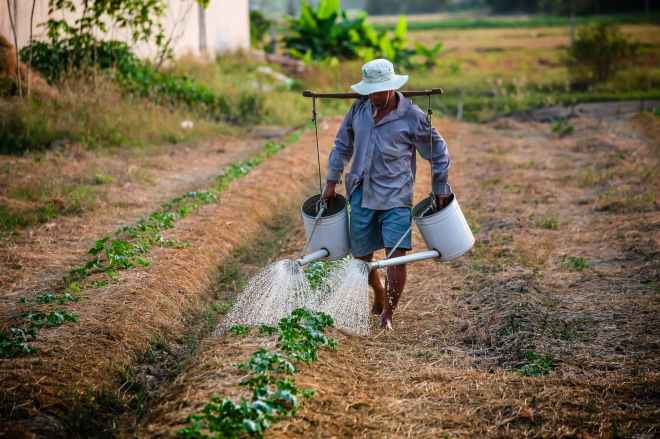 man watering the plant during daytime