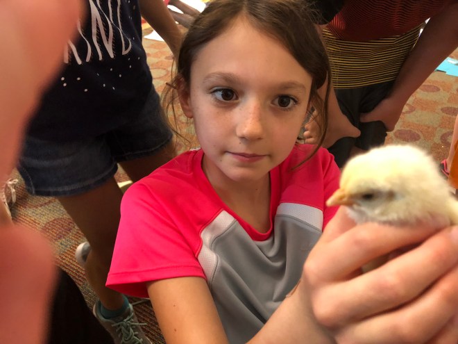 baby chickens are noisy