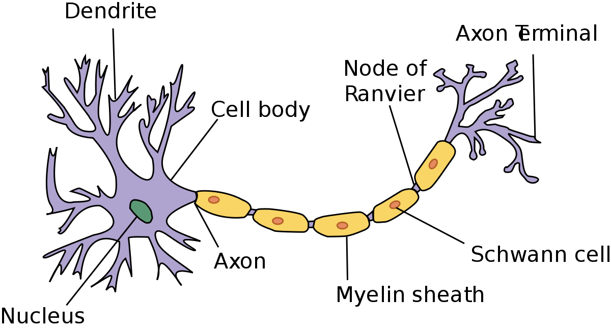 1200px-neuron.svg